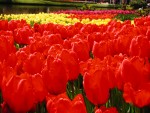 red tulips